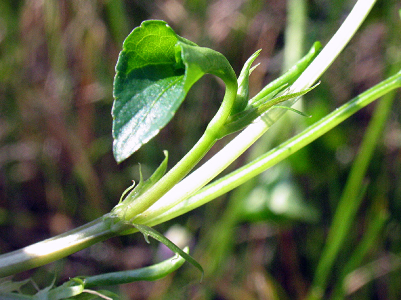 Viola riviniana Rchb. / Viola di Rivinus